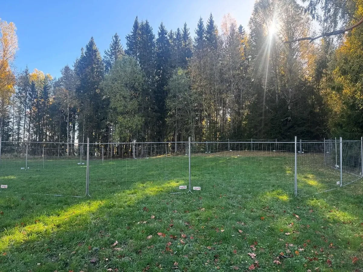 Stor inhägnad av byggstängsel i en solig glänta framför hög granskog